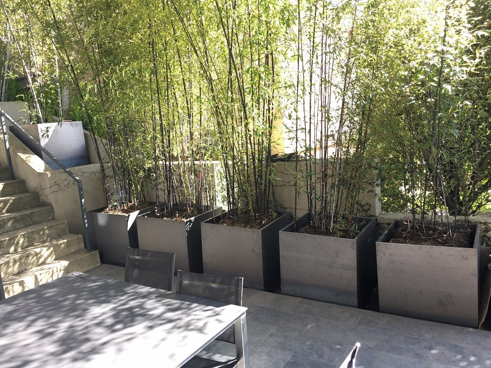 Growing bamboo in corten steel planters